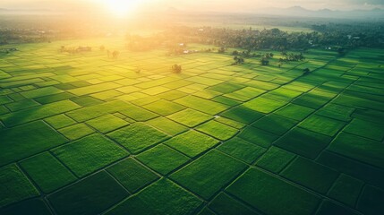 Aerial view of a lush green rice paddy field at sunset.