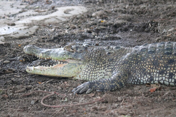One crocodile basks in the sun. Crocodile farm