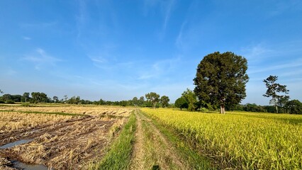 vineyard in the country