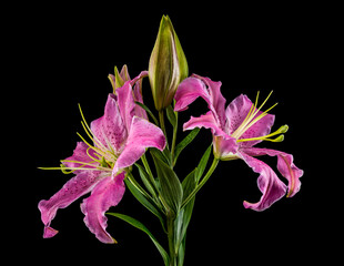 Pink Oriental lily Josephine on a black background