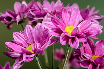 Blooming pink chamomile chrysanthemum on a green background