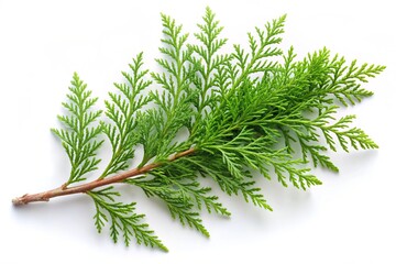 Cypress Branch Isolated on White Background for Landscape Photography, Nature, Minimalism, Botanical Art, Plant Aesthetics, Greenery, Decorative Element, Fine Art, Studio Shot