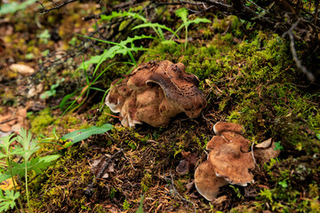Fake wild sarcodon imbricatus, inedible mushroom in forest of China