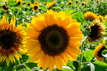 Fototapeta premium Sunflower cultivation in a flower farm in the Fraser Valley, BC, Canada
