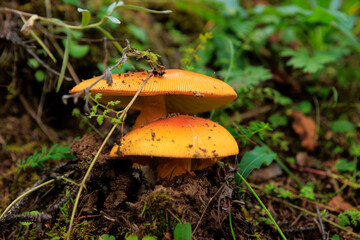 Wild amanita caesarea, orange mushroom edible in forest of China