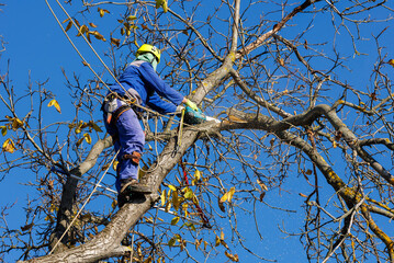 Tree arborist using chainsaw to cut tree down, while wearing safety gear. Woodcutter in uniform...