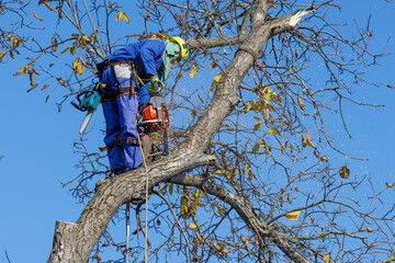 Tree arborist using chainsaw to cut tree down, while wearing safety gear. Woodcutter in uniform...