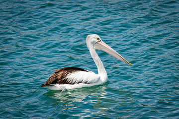 Pelican West Lakes Shore