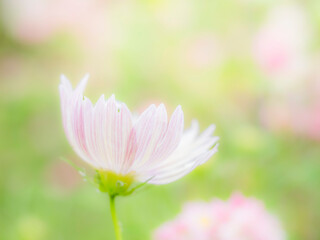 秋の公園や花壇を彩るコスモスのある風景。背景。自然風景素材。