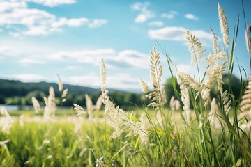 Fototapeta premium Meadow landscape field grassland.