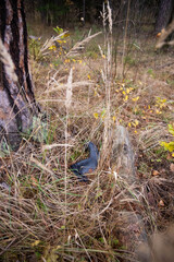 An abandoned lost rubber boot lies in the dry grass in the autumn forest