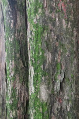 Fototapeta premium Close-up of tree texture with sharp details, Green mossy tree bark