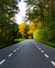 Peaceful asphalt road stretches through green trees adorned with golden birch tree foliage, illuminated by a warm summer sunset in the Netherlands, inviting tranquility and exploration