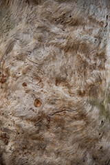 Textured whimsical abstract background tree trunk eaten by insects
