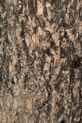Close-up of tree texture with sharp details