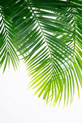 Vertical Tropical vibes plant bush floral arrangement with tropical leaves on white background.