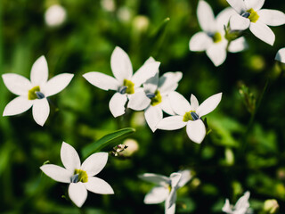 white flowers in the garden