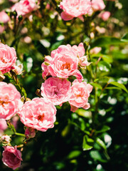 pink roses in garden