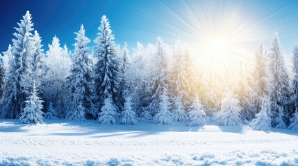 Fototapeta premium Winter Wonderland with Frosty Trees and Bright Sunlight