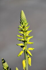ameisen und blattläuse auf einer aloe vera blüte