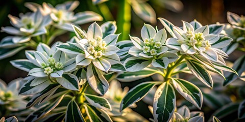 Low Light Photography of Euphorbia Marginata - Snow on the Mountain Flowers with Variegated Leaves in a Serene, Atmospheric Setting