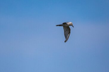 Obraz premium A bird wing with outstretched wings