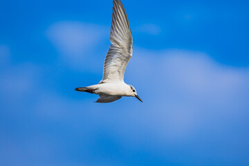 Obraz premium A bird wing with outstretched wings