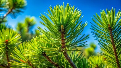 Fototapeta premium Lush Green Pine Tree Branches Against a Clear Blue Sky - Nature's Tranquility on Earth Day - Macro Photography of Pine Needles and Sky