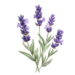Naklejka premium Lavender botanical watercolor illustration