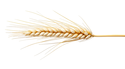 Golden wheat stalk isolated on transparent white background, png