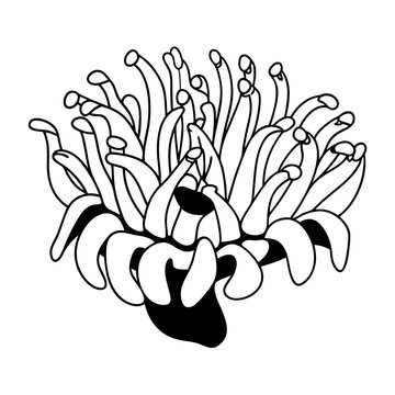 recommend clip art: Anemone Line Art Vector