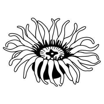recommend clip art: Anemone Line Art Vector