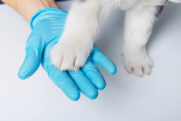 Vet holding puppy paw with gloved hand