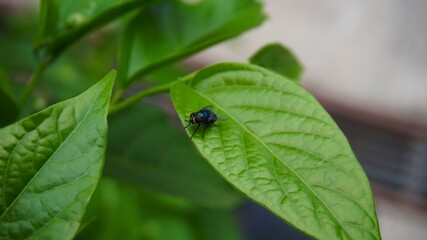 photo of a large green fly perched on a green leaf