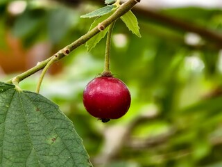 Muntingia calabura fruit is red when ripe