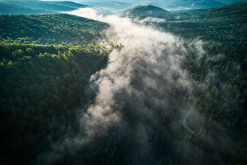 Aerial view reveals dense forest blanketed in mist. Sunlight filters through fog, casting soft glow over vibrant green treetops, creating an ethereal and serene atmosphere in the woodland.