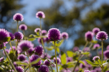 Beautiful globe amaranth in the garden