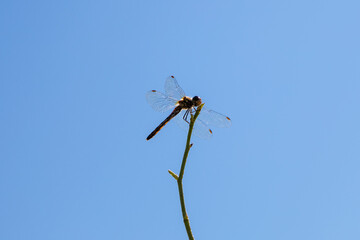 Dragonfly is resting on twig under the blue sky