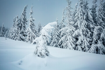 Gorgeous image of snowy fir trees on a frosty day after a heavy snowfall. Photo wallpapers.