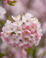 lush foliage, shade perennials, shade-loving blooms, summer color, shade garden design, flower beds, pollinator-friendly plants, cottage garden, deep shade plants, backyard shade, leafy greens, shade 