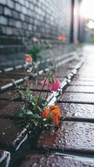 Naklejka premium Flowers growing in cracks of brick sidewalk, rain puddles and wet reflections
