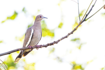 A white-winged dove (Zenaida asiatica) in Sarasota County, Florida