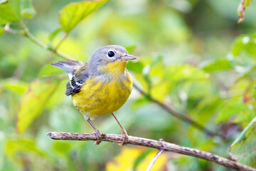 Magnolia warbler (Setophaga magnolia) in Sarasota, Florida during fall migration