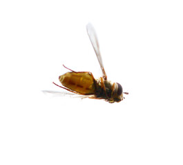 A bee flies in the air with its wings spread out