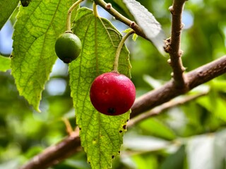 Muntingia calabura fruit is red when ripe