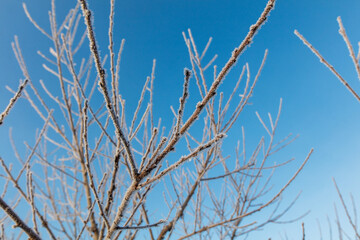 A branch covered in frost and snow