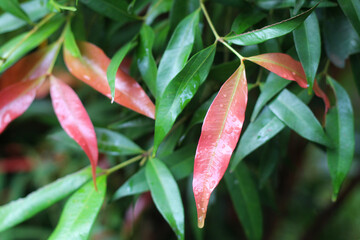 red and green leaves