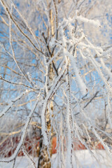 A branch covered in frost and snow