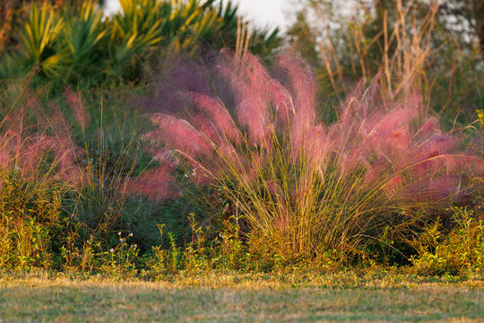 Muhly grass (Muhlenbergia capillaris) is a beautiful plant in Florida that is purple in the fall