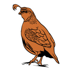hand drawn male quail on white background